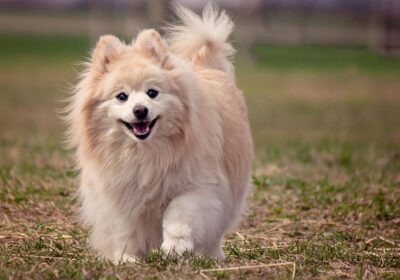 Pomeranian