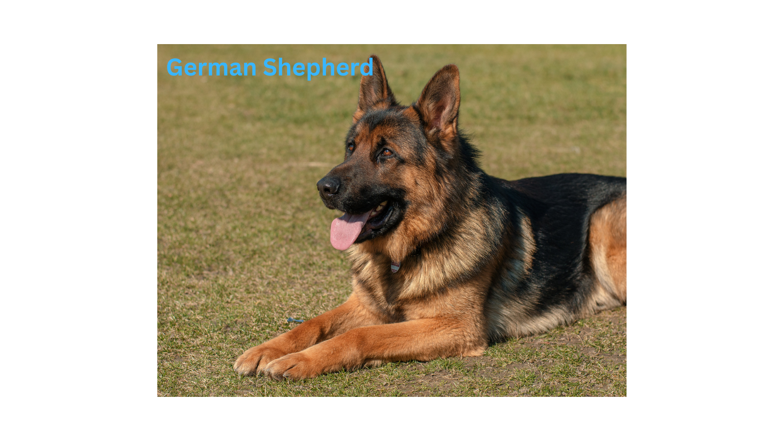 German Shepherd