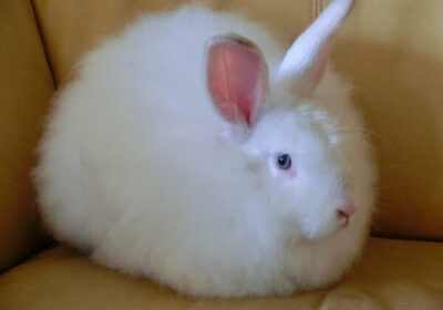 angora-rabbit