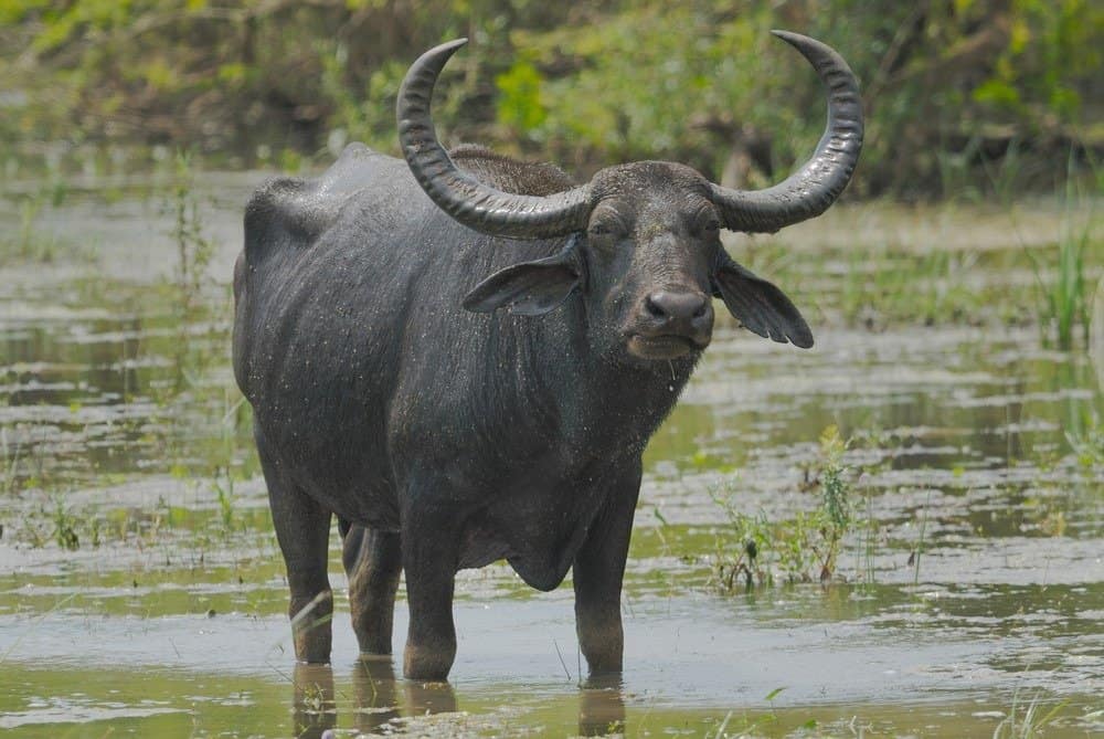 Murrah Buffalo