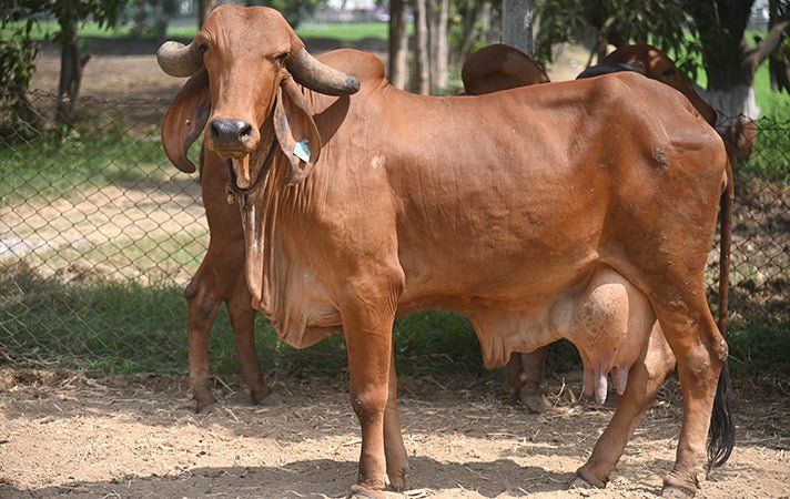 Gir Cow