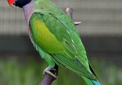 indian_parrot