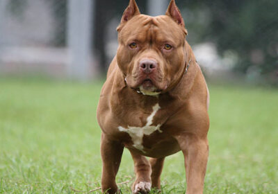 pitbull