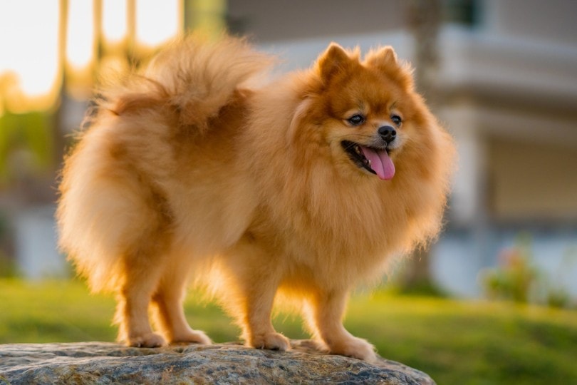 Brown Pomeranian